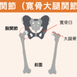 股関節（寛骨大腿関節）の図